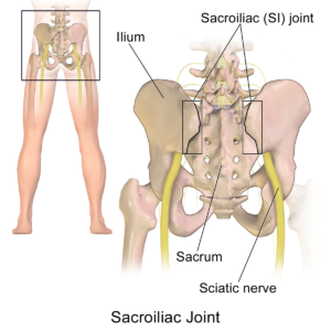 The sacroiliac joint