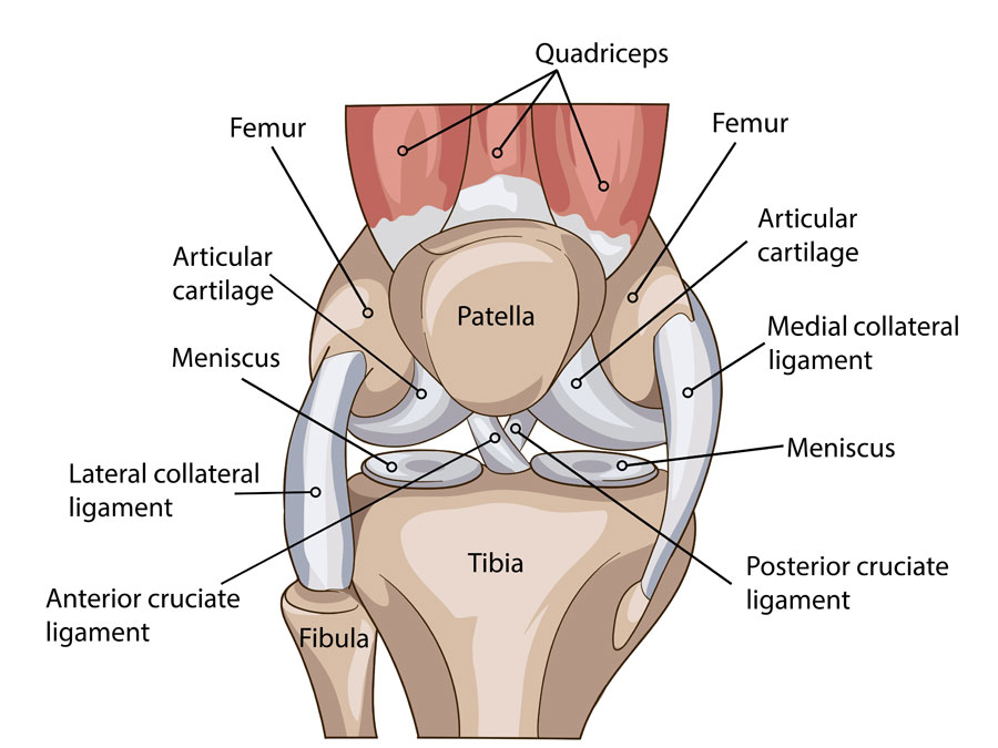 Any injury to these ligaments can cause lasting knee pain.