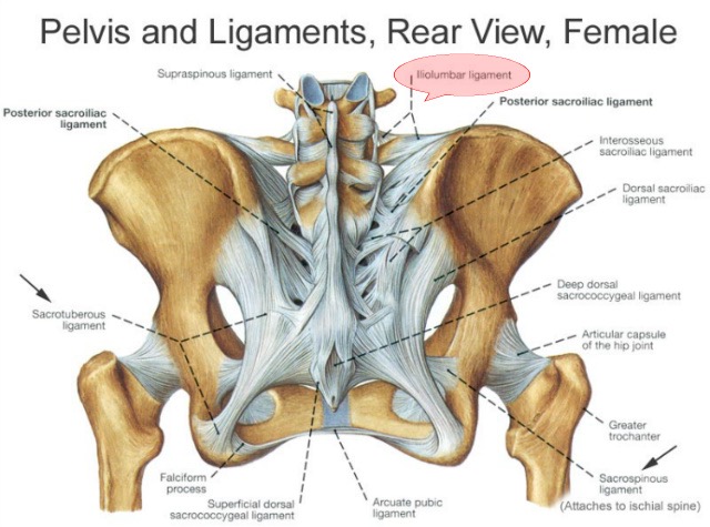 When SI joint ligaments become loose, lower body instability occurs, as well as low back pain.