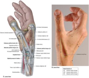 Acupuncture for thumb pain