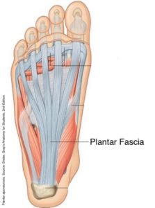 photo of the bottom of the foot, under the skin where the plantar fasia connects to the heel bone and the toes to support the arch