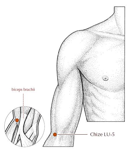 diagram of the acupuncture point LU5
