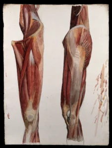 Two dissections showing muscles thigh