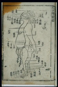 Acupuncture chart, gall bladder channel